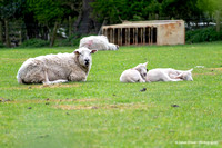 Lambs in Wolvey - 08/04/24.