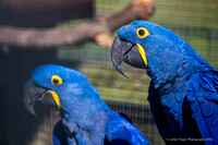Tropical Birdland, Desford. 10/09/24.
